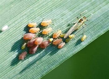 شته سبز یولاف